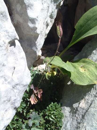 Aquilegia magellensis / Aquilegia magellense